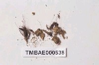 藏品(南亞小曲尾苔)的圖片